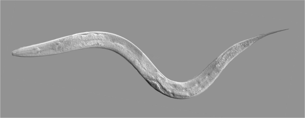 Microphotograph of C. elegans. (Source: www.wp.wpi.edu)