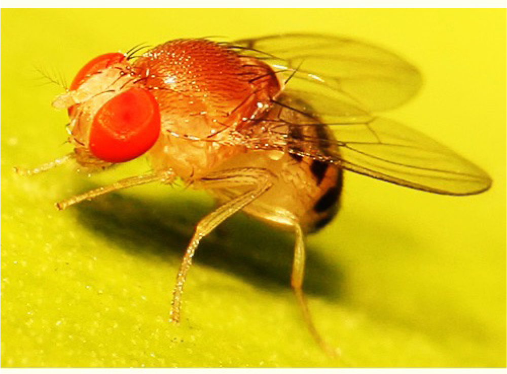 Drosophila melanogaster. (Source: www.gbiosciences.com)