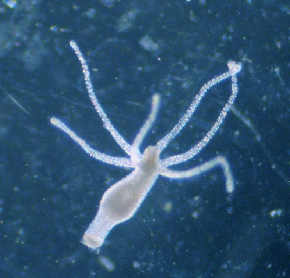 Hydra vulgaris. (Source: www.scinews.com)