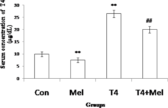 T4 hormone level of blood serum of different experimental groups of mice. Mean ± SEM was represented by Histogram. The experimental changes were significantly considered when p<0.05. **p<0.01: Control group vs. Melatonin group, Control group vs. T4-treated (hyperthyroid) group; ##p<0.01: T4-treated (hyperthyroid) group vs. T4-treated (hyperthyroid) +Melatonin treated group.