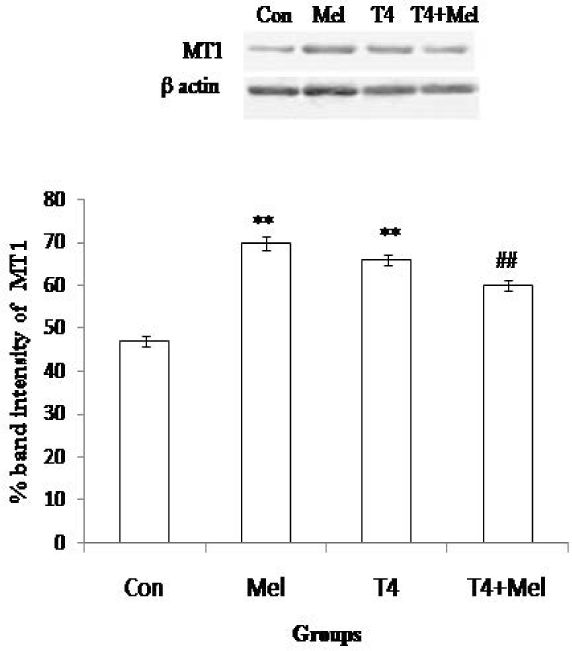 MT1 receptor protein expression of pituitary gland. As loading control β-actin was used. Percent expressions of proteins were shown at lower panel done by Scion Image analysis software. Mean ± SEM was represented by Histogram. The experimental changes were significantly considered when p<0.05. **p<0.01: Control group vs. Melatonin group, Control group vs. T4-treated (hyperthyroid) group; ##p<0.01: T4-treated (hyperthyroid) group vs. T4-treated (hyperthyroid) +Melatonin treated group.