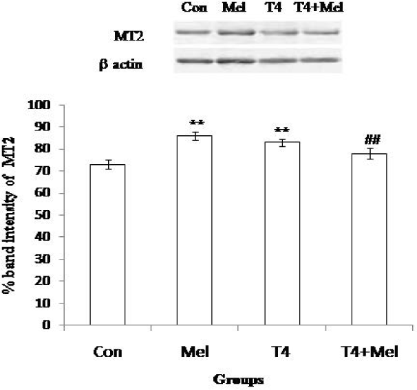 MT2 receptor protein expression of pituitary gland. As loading control β-actin was used. Percent expressions of proteins were shown at lower panel done by Scion Image analysis software. Mean ± SEM was represented by Histogram. The experimental changes were significantly considered when p<0.05. **p<0.01: Control group vs. Melatonin group, Control group vs. T4-treated (hyperthyroid) group; ##p<0.01: T4-treated (hyperthyroid) group vs. T4-treated (hyperthyroid) +Melatonin treated group.