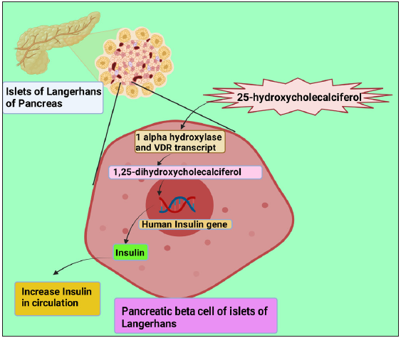 Illustrates the conversion of 25-hydroxycholecalciferol to 1,25-dihydroxycholecalciferol (the active form of vitamin D) by 1-a-hydroxylase and Vitamin D receptor transcript in the pancreatic b-cells of Islets of Langerhans. This active form of Vitamin D promotes the human insulin gene and increases the formation of insulin. VDR: Vitamin D Receptor. This figure has been drawn with the premium version of BioRender (https://biorender.com/accessed on 01 November 2023) with license number EF261KOSYA. Image credit: Rahnuma Ahmad