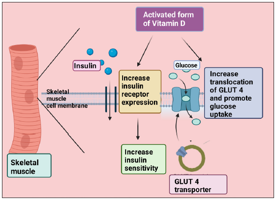 Demonstrate the promotion of insulin receptor expression and translocation of GLUT 4 transporter by an activated form of vitamin D and thus increase insulin sensitivity and glucose uptake. GLUT: Glucose Transporter. This figure has been drawn with the premium version of BioRender (https://biorender.com/accessed on 01 November 2023) with license number LA261KYXZE. Image credit: Rahnuma Ahmad